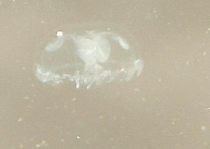 В старице реки Белой обнаружены медузы