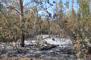 В лесах района сохраняется пожароопасная ситуация