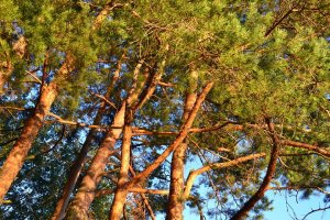 Житель Ишимбайского района незаконно срубил 20 деревьев