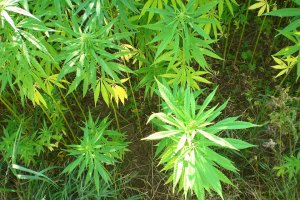 Житель Ишимбайского района культивировал наркосодержащие растения