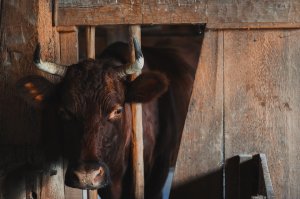 Пьяный житель Ишимбайского района оставил семью без коровы