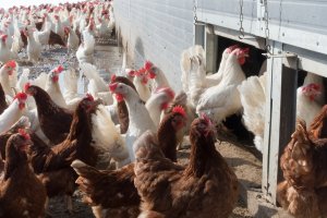 В Башкирии напомнили об опасности птичьего гриппа