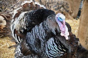 В Башкирии обнаружили 12 тонн мяса индейки, зараженного вирусом гриппа птиц