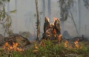В Ишимбайском районе произошло несколько лесных пожаров
