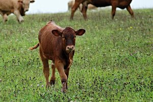 В Ишимбае владельцы скота все чаще нарушают правила его выпаса