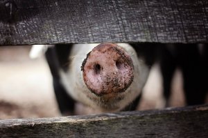 Африканская чума свиней может дойти до Башкирии
