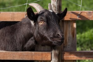 В Ишимбайском районе продолжают воровать скот с частных подворий