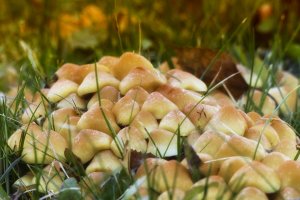 Житель Ишимбая отравился грибами
