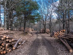 В Ишимбайском районе крупный долг по аренде лесных угодий погашен благодаря ...