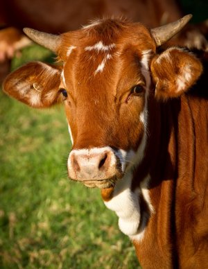 В Ишимбае ветеринары предупреждают об опасности заражения скота