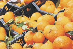 В магазинах подорожали апельсины: импорт сокращается из-за плохого урожая