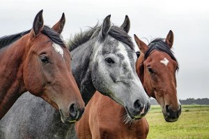История с расстрелом лошадей в Ишимбайском райне получила продолжение