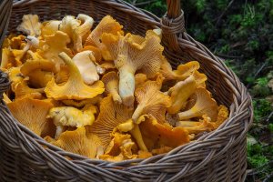 Грибной сезон-2017: как правильно собрать, приготовить грибы и не отравитьс ...
