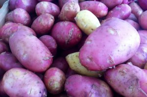 Российских селекционеров призвали вывести отечественные сорта картофеля