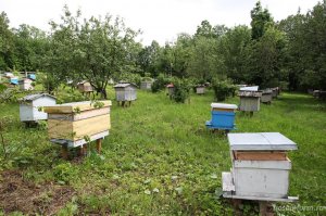 В Башкирии пчеловодов обяжут оформлять ветеринарно-санитарный паспорт на каждую пасеку