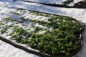 Аномальная зима в Башкирии: в середине зимы на грядке выросла петрушка