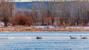 На реке Белой в Салавате замерзают лебеди