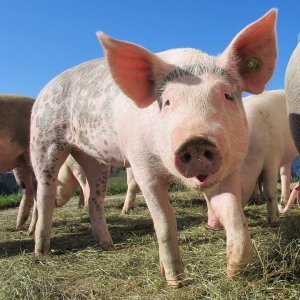 Ветеринарные специалисты напоминают об опасности инфекции африканской чумы свиней