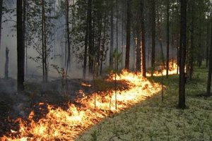 За дезинформацию о лесных пожарах придется платить штраф 
