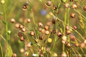 На полях Башкирии выращивают «биотопливо»