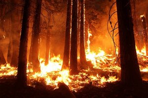 В Башкирии с начала сезона по вине людей произошло 93 лесных пожара