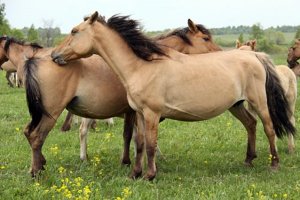 В республике предлагают учредить День башкирской лошади