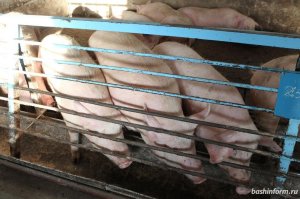 В Башкирии пересчитают поголовье свиней