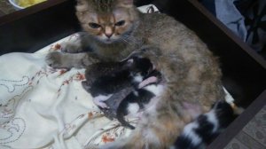 В Ишимбае школьник спас от гибели пятерых новорожденных котят