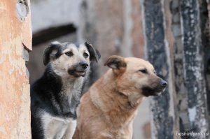 В России начался конкурс на разработку приюта для бездомных животных