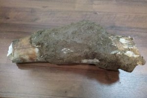 В Башкирии при укладке водопровода обнаружены останки мамонта