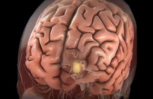 Ученые нашли способ омолодить мозг на десять лет
